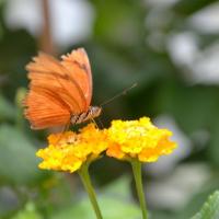 Fragen vom Schmetterling