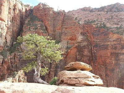 LongViTha HonDaCayTung