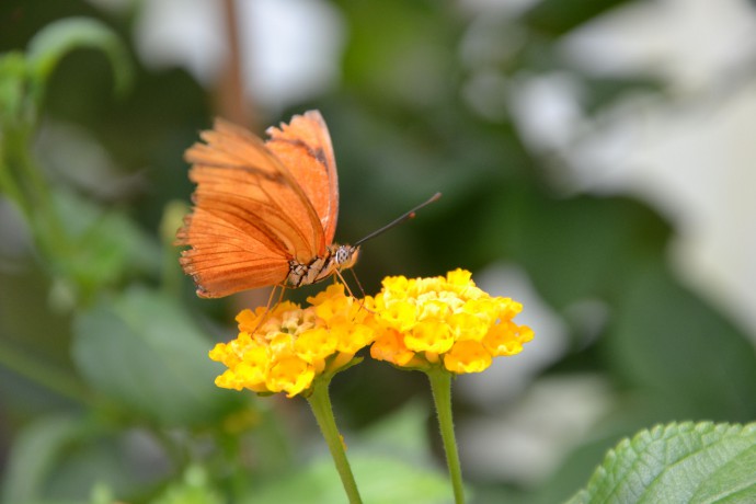 Unterhaltung FrageVomSchmetterling